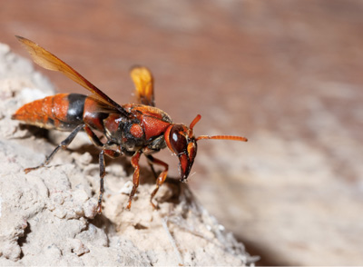 Avispa Velutina